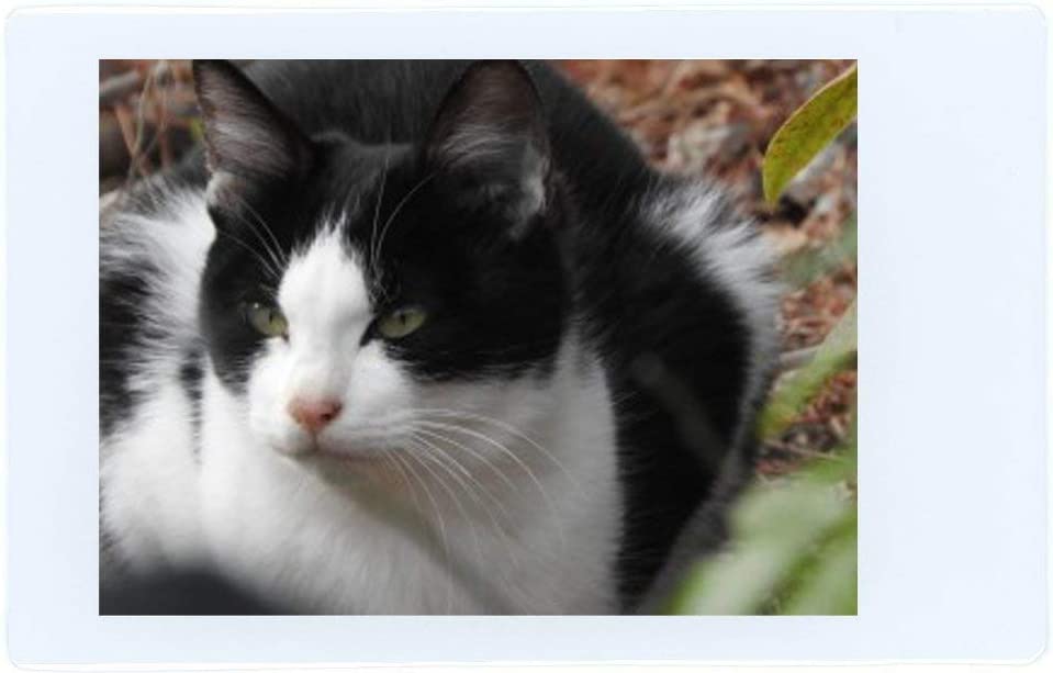 Fujifilm Instax Mini Instant Film (100 Sheets) for Mini 9, Mini 8, Mini 70, SP-2 - Picture 3 of 10